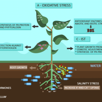 Mechanisms-of-tolerance-of-biotic-and-abiotic-stresses
