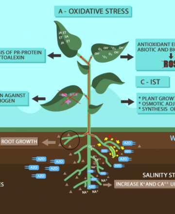 Mechanisms-of-tolerance-of-biotic-and-abiotic-stresses