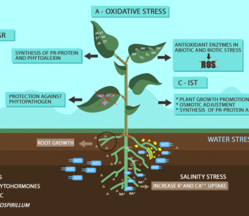 Mechanisms-of-tolerance-of-biotic-and-abiotic-stresses