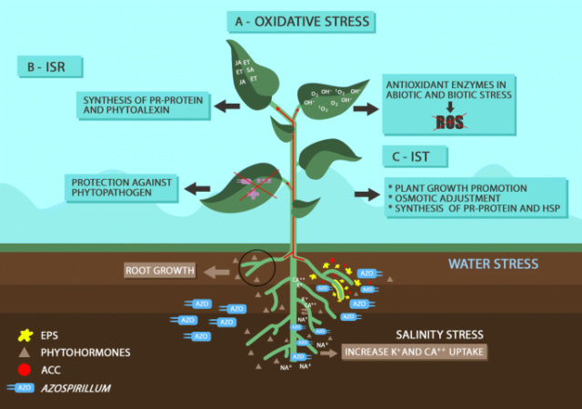 Mechanisms-of-tolerance-of-biotic-and-abiotic-stresses