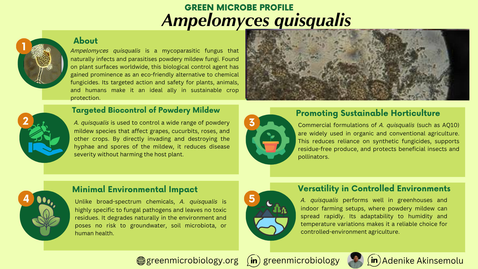 Ampelomyces quisqualis