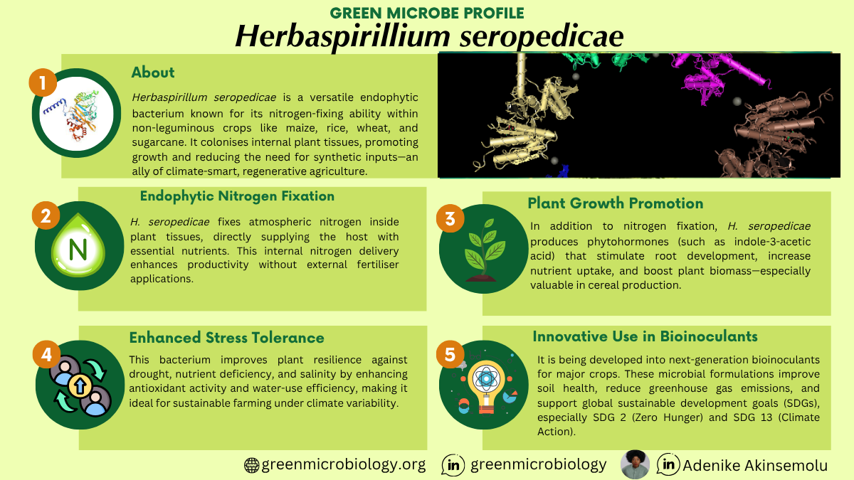 Herbaspirillum seropedicae