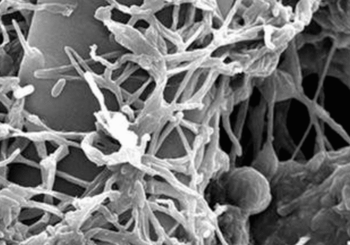 Lecanicillium longisporum