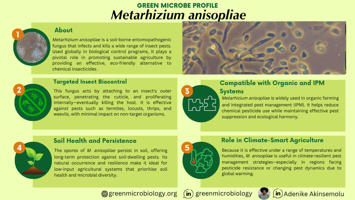 Metarhizium anisopliae