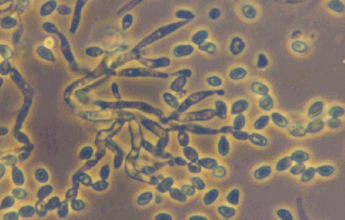 Metarhizium anisopliae