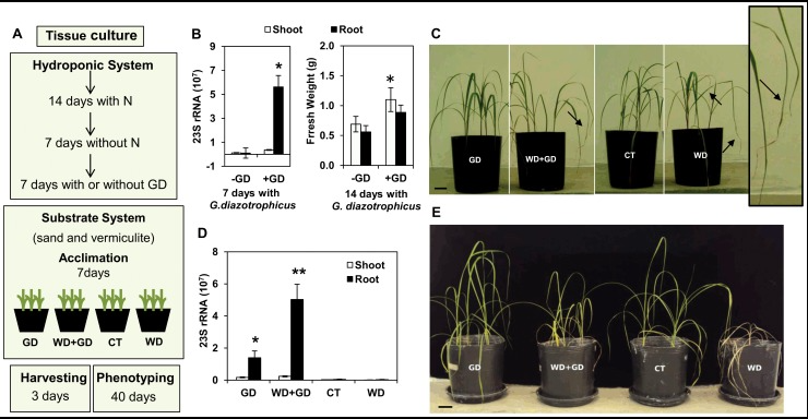 Shows how sugarcane plants with helpful G. diazotrophicus bacteria cope better with water shortage