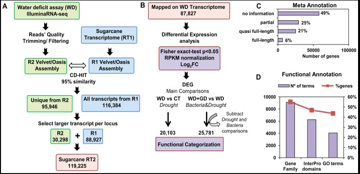 Outlines the step-by-step process used to build and analyze the sugarcane reference genome (RT2)