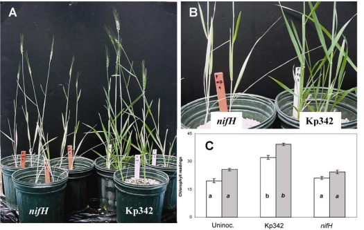 Effect of Bacterial Strains on Wheat Growth