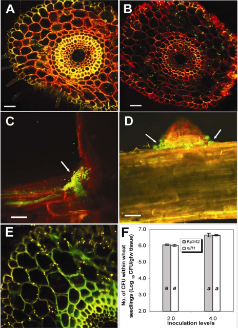 How Bacteria Colonize Inside Wheat Roots