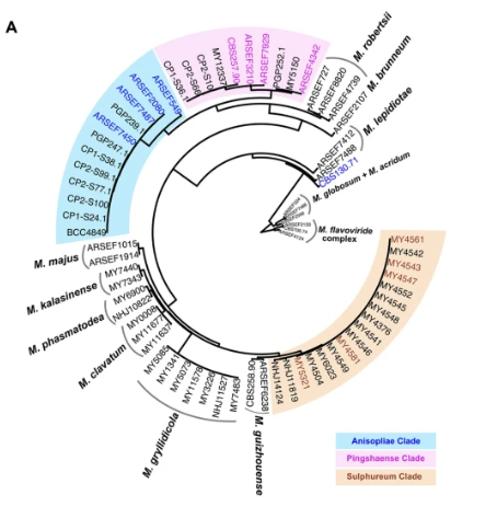 Evolutionary Tree of Metarhizium Fungi