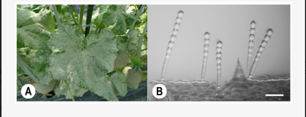 Powdery Mildew Infection on Melon Leaves and Fungal Structures
