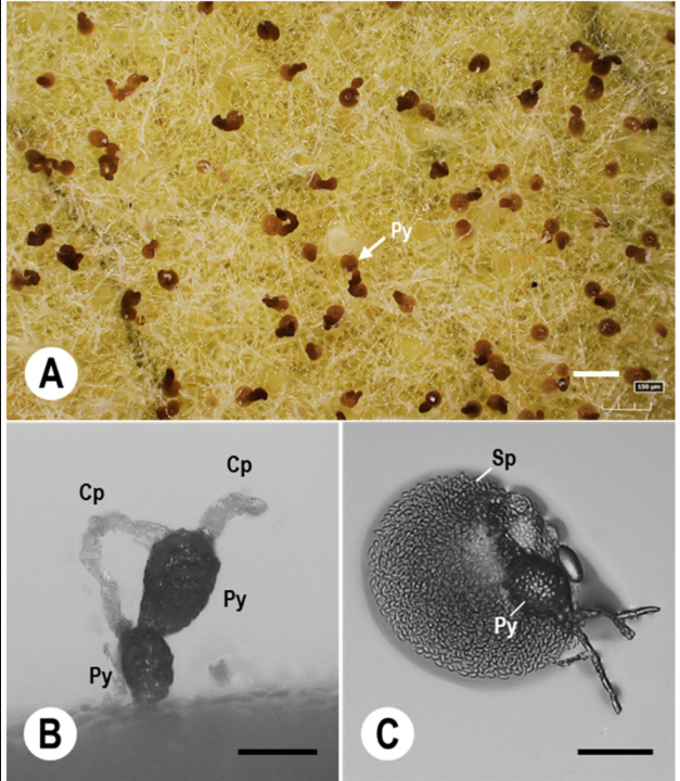 Fungal Fruiting Bodies and Spore Structures on Infected Plant Tissue