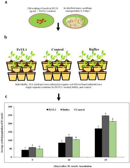 Shows that the insect population dropped more when feeding on PeVL1-treated plants compared to untreated ones.